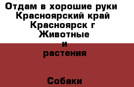 Отдам в хорошие руки - Красноярский край, Красноярск г. Животные и растения » Собаки   